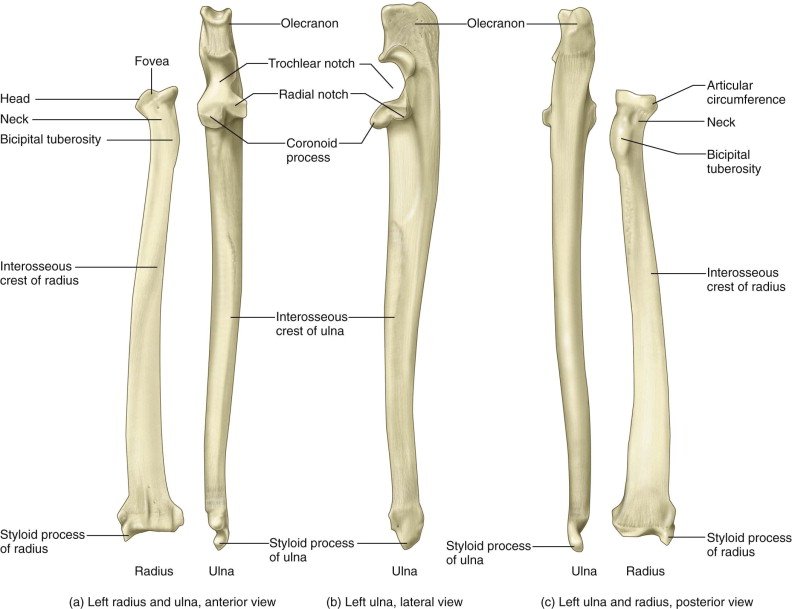 Ulna - Anatomy, Muscle Attachment, Movement, Function Ulna - Anatomy, Muscle Attachment, Movement, Function