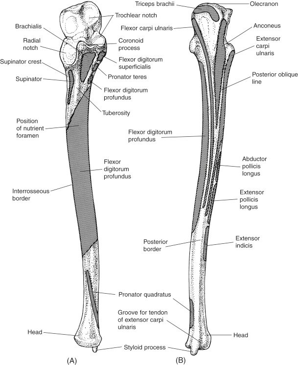 Ulna - Anatomy, Muscle Attachment, Movement, Function Ulna - Anatomy, Muscle Attachment, Movement, Function
