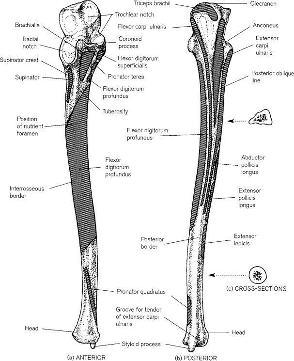 Ulna - Anatomy, Muscle Attachment, Movement, Function Ulna - Anatomy, Muscle Attachment, Movement, Function