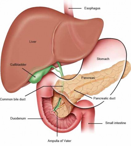 Pancreas - Anatomy, Nerve Supply, Functions
